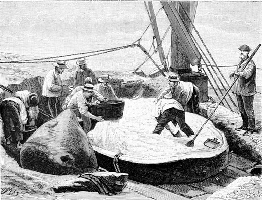 Processing Sperm Whale Blubber, Wikimedia Commons